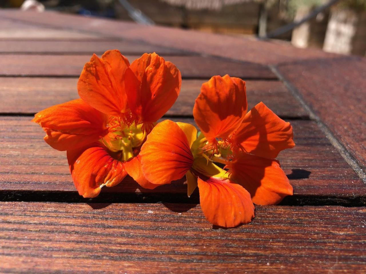 La Terrasse Des Capucines Daire Sète Dış mekan fotoğraf